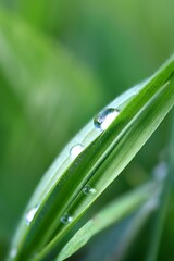 Macro shot of a single blade of lush green grass with glistening water droplets clinging to it