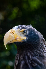 portrait of a eagle
