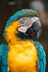 Vertical closeup shot of a blue yellow macaw bird