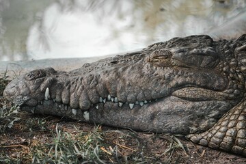 American alligator sunbathing on the ground near a pond