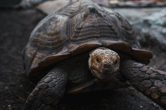 Closeup shot of a dark turtle with a large shell on a rock