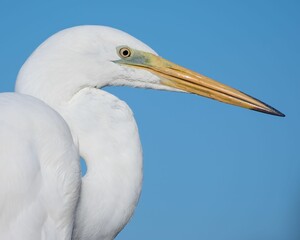 Closeup shot of a white egret bird against a blue sky background