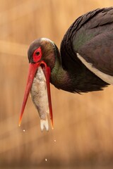 A vertical closeup shot of a black stork with a large fish in its beak © Elcon Sro/Wirestock Creators
