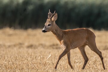 Majestic white-tailed deer walking across a sun-drenched field of golden grass