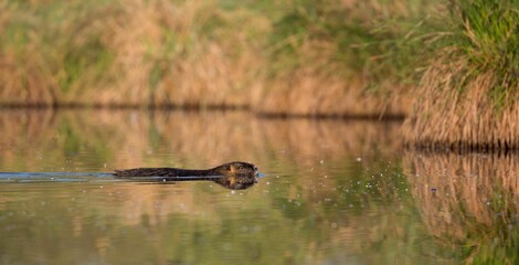 A brown beaver swimming across a river