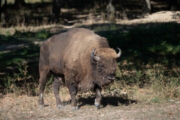 Obraz premium Majestic bison walking in a lush green forest area