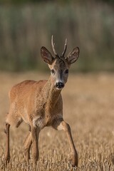 Majestic white-tailed deer walking across a sun-drenched field of golden grass