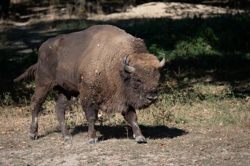 Majestic bison walking in a lush green forest area