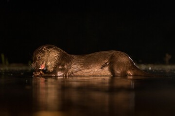 A brown otter attacking something in the water