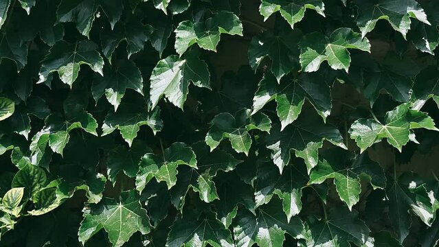 ivy on wall,leaf, plant, nature, leaves, ivy, garden, tree, spring, grass, summer, plants, green, flower, texture, foliage, growth, flora, food, fresh, growing, creeper, closeup