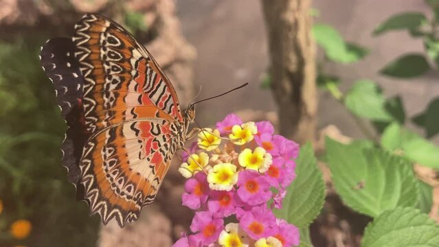 Tropical butterfly Cethosia biblis. Bright butterfly with orange wings