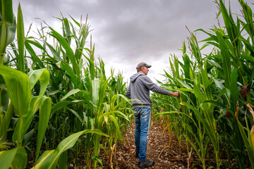 Farmer checking his crop, corn field. © Rob Wilkinson