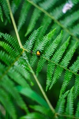 Vibrant yellow Ladybird perched atop a lush green fern leaf, set against a neutral background