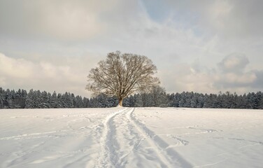 Beautiful snowy landscape with a big oak tree