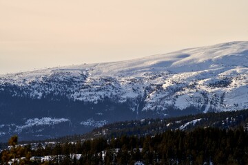 Picturesque winter landscape of Norefjell, Norway with tall, snow-covered evergreen trees