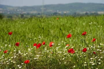 Beautiful landscape of poppies in full bloom on a bright sunny day.