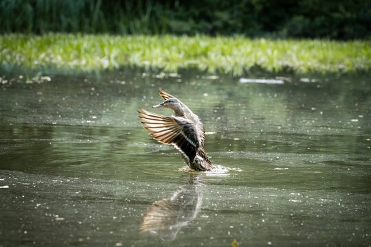 Duck flapping its wings over the body of water.