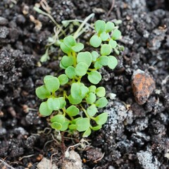 Green plant sprouting in a natural environment.