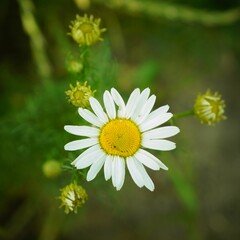 Obraz premium Closeup shot of Matricaria chamomilla, German chamomile.
