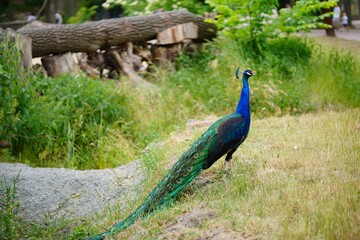 Majestic peacock standing alone in a lush green meadow