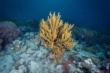 View of underwater nature and animals.