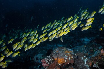 Fototapeta na wymiar View of underwater nature and animals.