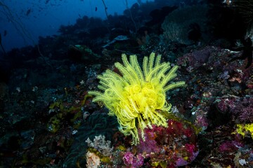 View of underwater nature and animals.