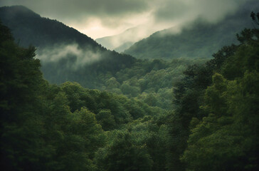 a forest is covered in clouds with mountains in the background