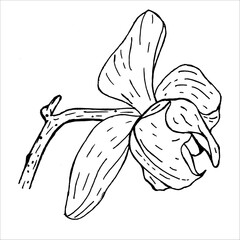 Botanical flower orchid. Black and white ink engraving. Isolated succulents illustration element on white background.