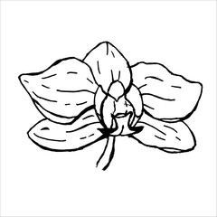 Botanical flower orchid. Black and white ink engraving. Isolated succulents illustration element on white background.