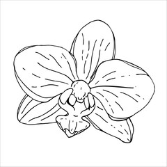 Botanical flower orchid. Black and white ink engraving. Isolated succulents illustration element on white background.