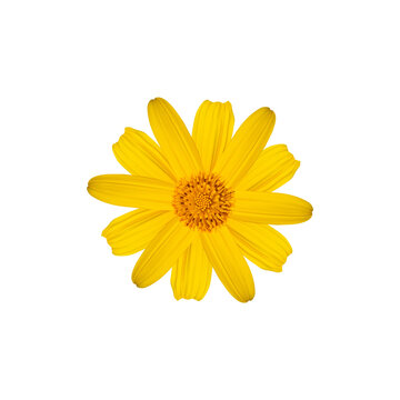 recommend clip art: Yellow flowers Isolated on white background. Object with clipping path