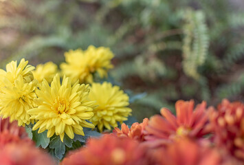 selective focus of a yellow chrysanthemum flower and defocused ferns background