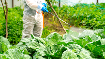 farmer sprays cabbage with insecticides and chemicals