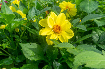 Yellow dahlia flowers with green leaves background in the garden.