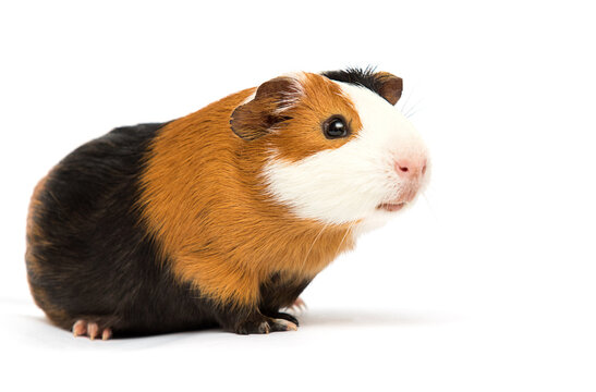 guinea pig looks up on a white background