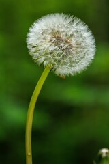 Vertical selective focus shot of a fluffy dandelion in a garden