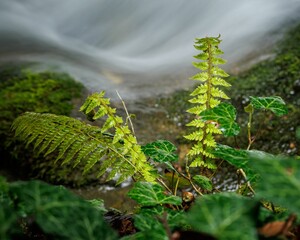 Fototapeta premium Closeup shot of ivy and fern plants in a misty forest