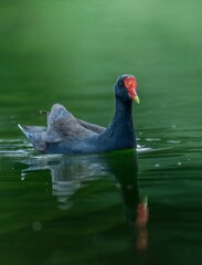 Close-up of a Common Moorhen, a small freshwater bird featuring a vibrant red beak