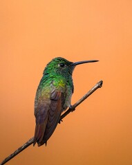 Fototapeta premium a hummingbird sits on a thin branch in front of a peach - hue background