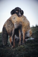 Closeup of a Picardy Spaniel standing  in a green grassy field, holding a white animal in its mouth