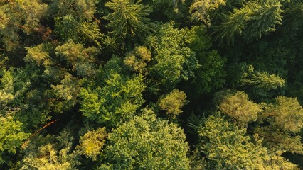 View of lush green forest on a sunny day