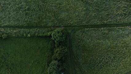 View of lush green forest on a sunny day