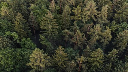 Obraz premium View of lush green forest on a sunny day
