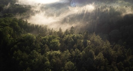 View of lush green forest on a sunny day with fog rolling in the background