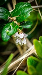 Closeup of a vibrant Lingonberry in a lush green with a blurry background