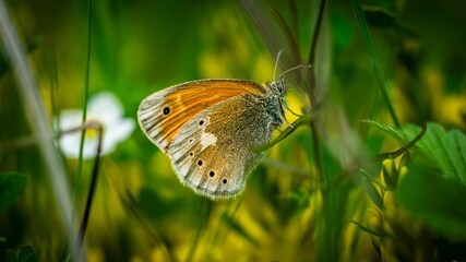 Closeup of  vibrant Large heath in a lush green with a blurry background