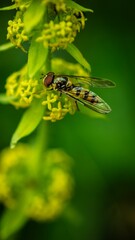 Closeup of   a bee perched on a flower with a blurry background