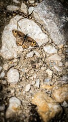 Closeup of vibrant Large wall brown perched on a rocky surface with a blurry background