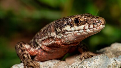 Close-up shot of a viviparous lizard, perched on a rocky surface surrounded by lush greenery
